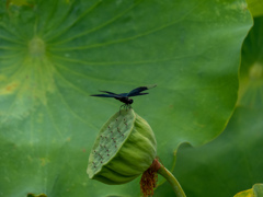 万博記念公園にて