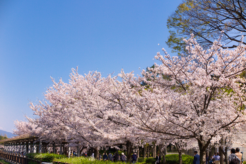 大阪城公園にて