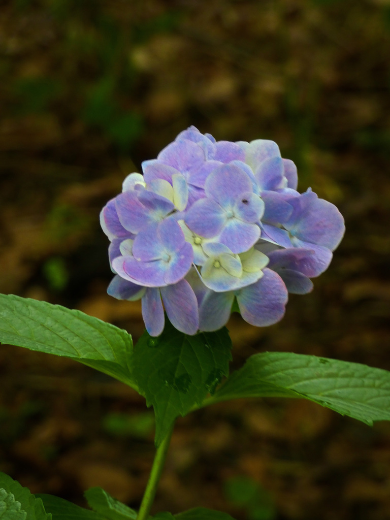 大阪城公園にて