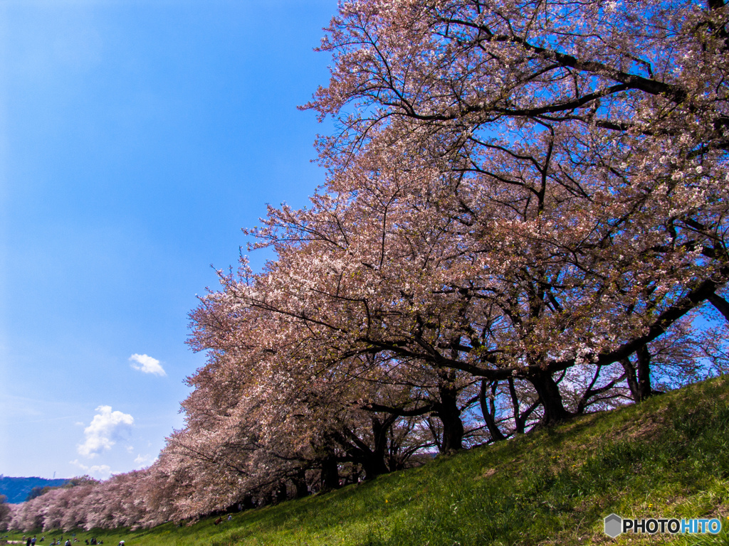 2017年　背割り堤