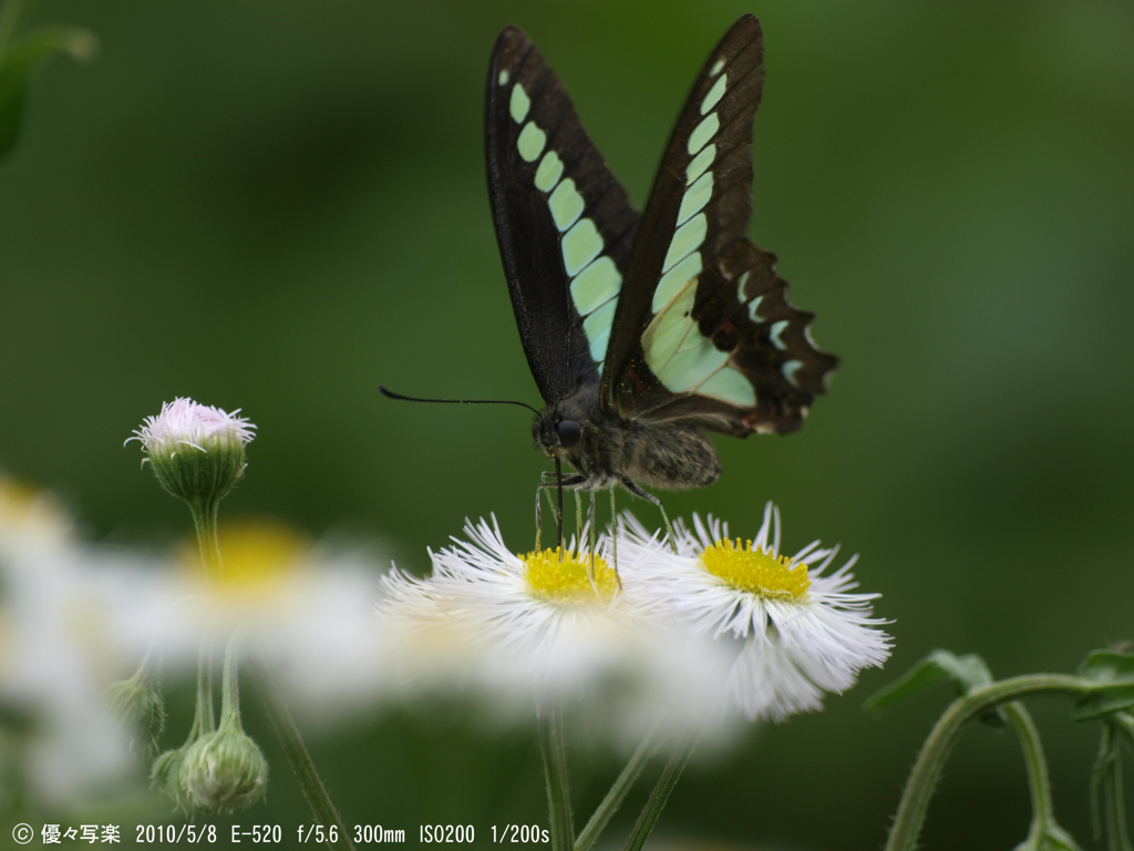アオスジアゲハ