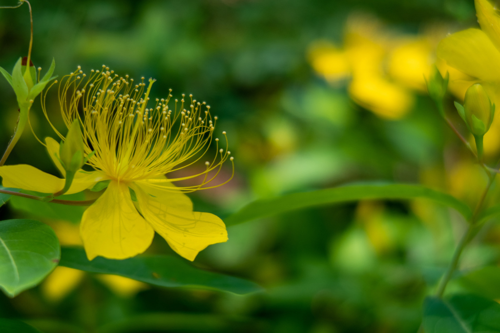 長居植物園にて