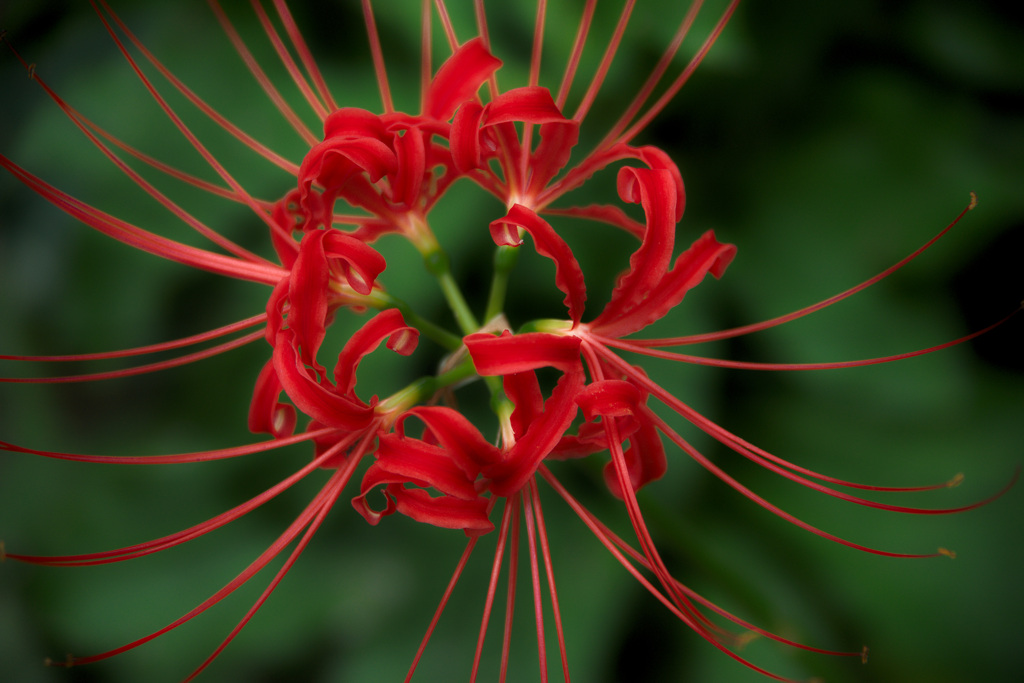 長居植物園にて（試し撮り）
