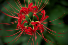 長居植物園にて（試し撮り）