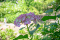 長居植物園にて