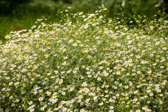長居植物園にて