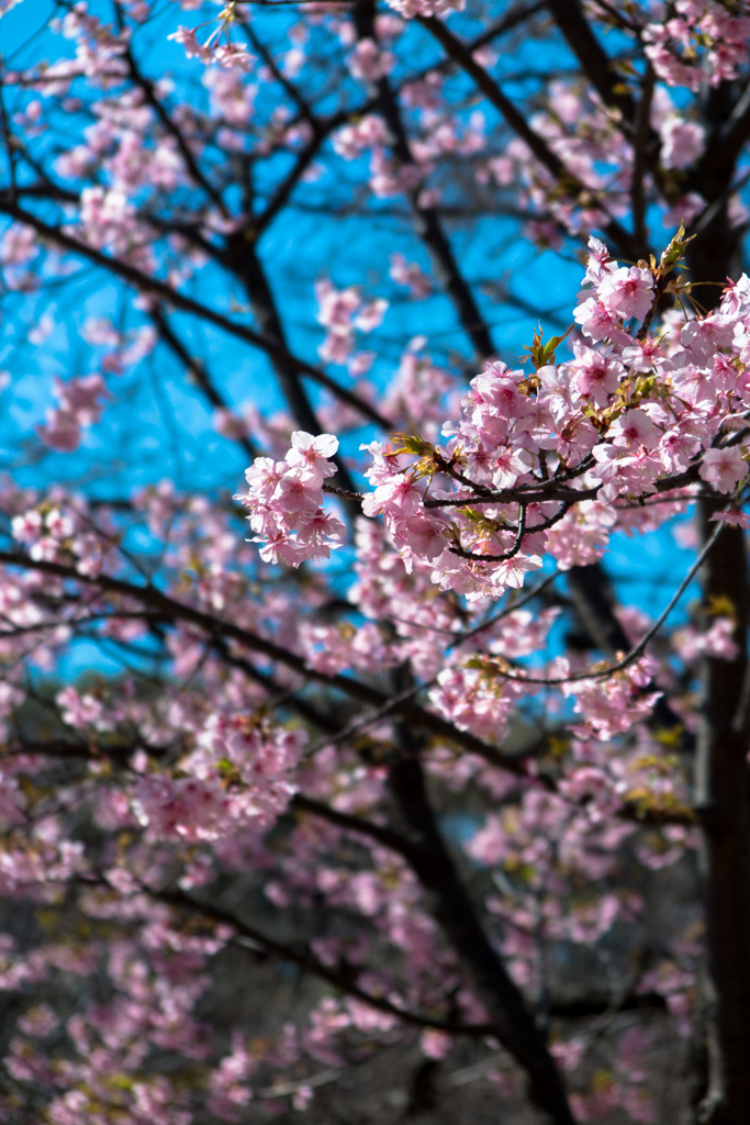 開花