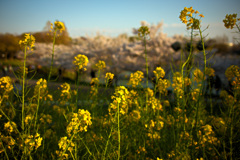 鶴見緑地公園にて