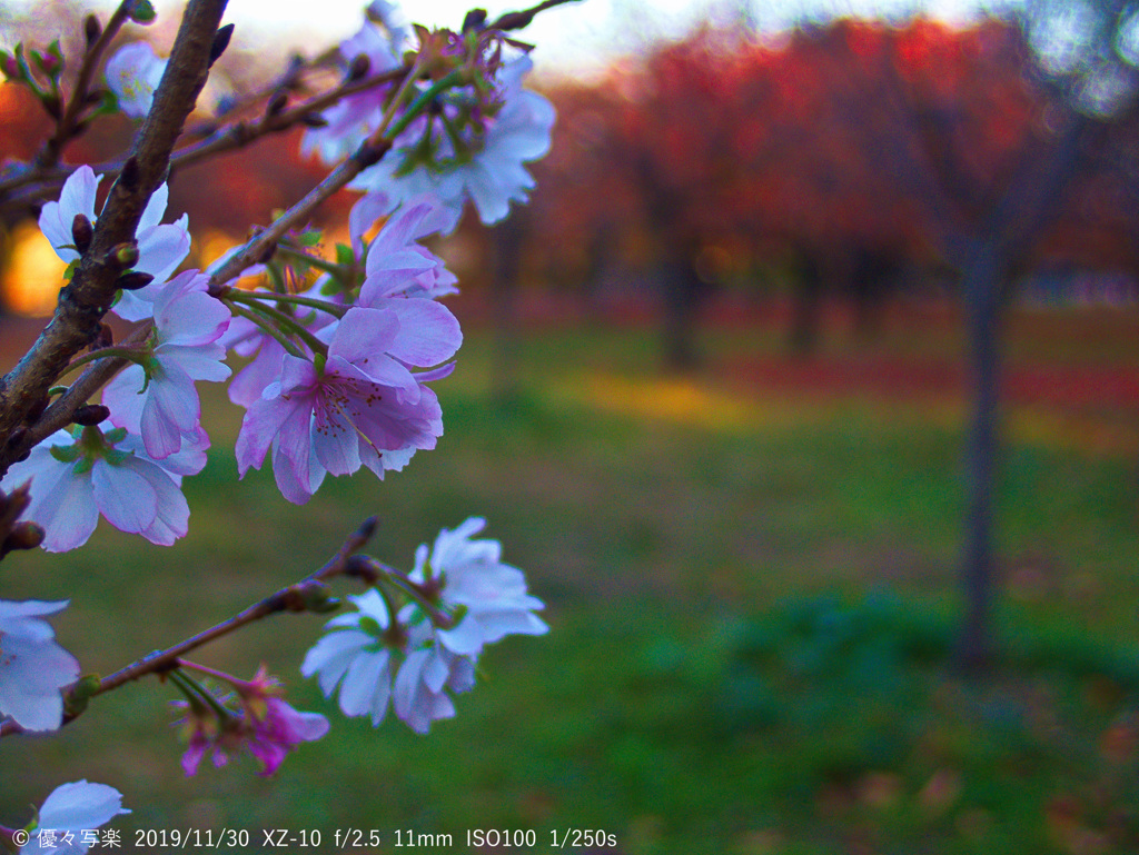 十月桜