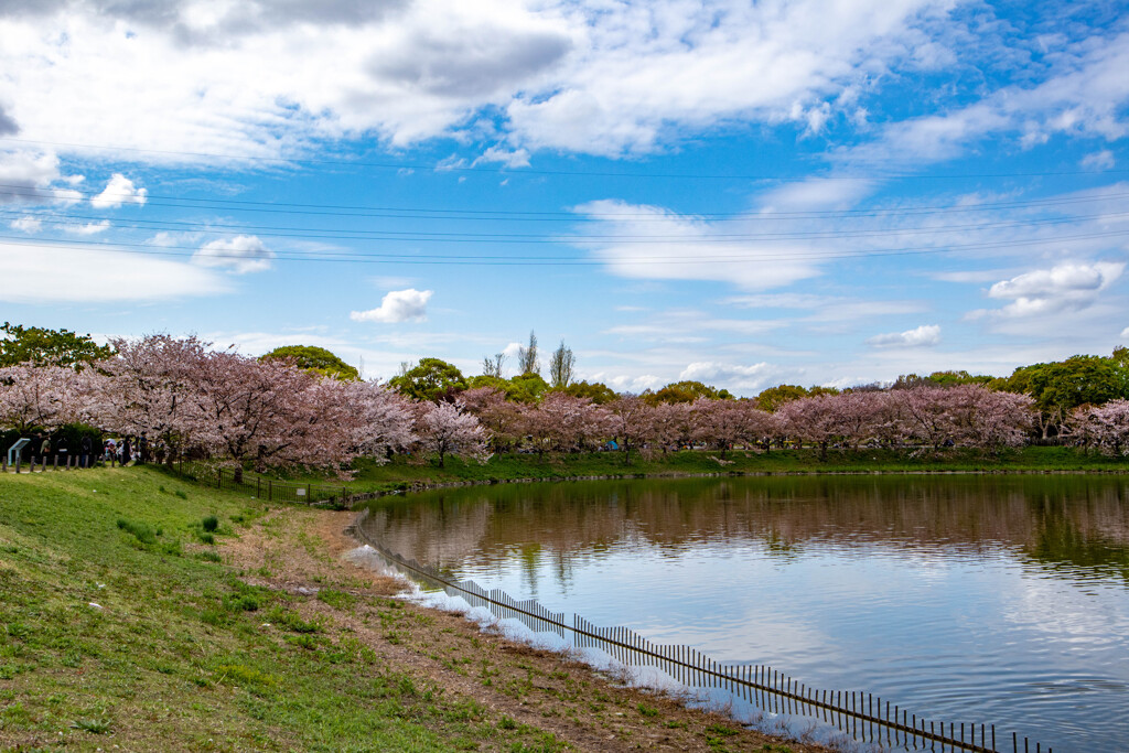 桜景色