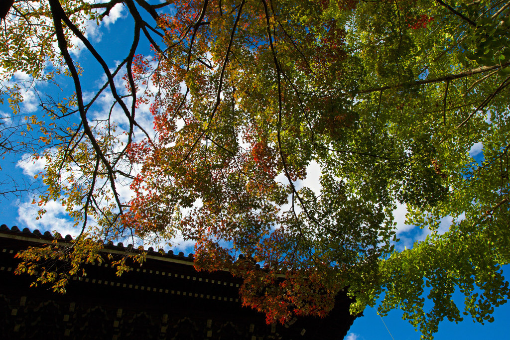 南禅寺で秋探し