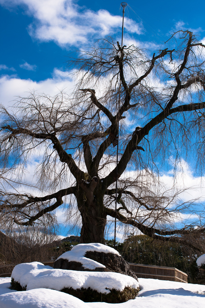 雪化粧の円山公園
