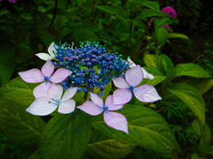 大阪城公園にて