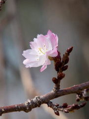 長居植物園にて