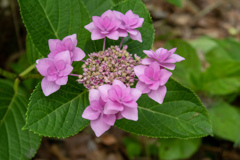 大阪城公園にて