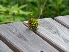 鶴見緑地公園にて