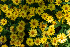 長居植物園にて