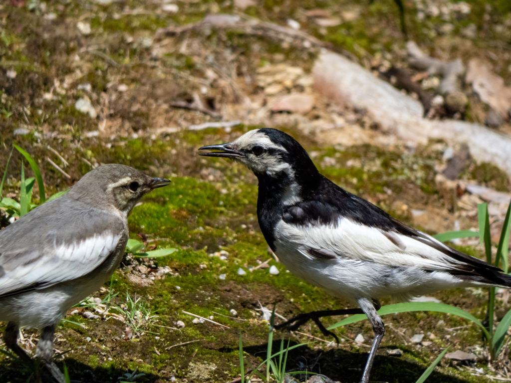万博記念公園にて