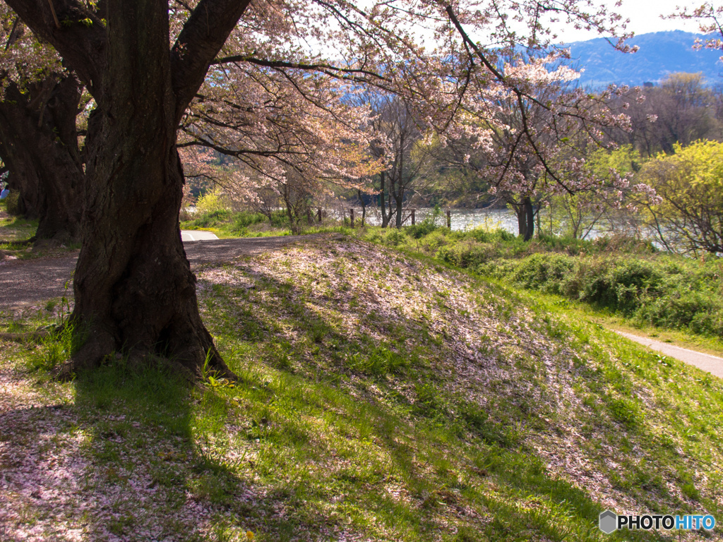 2017年　背割り堤
