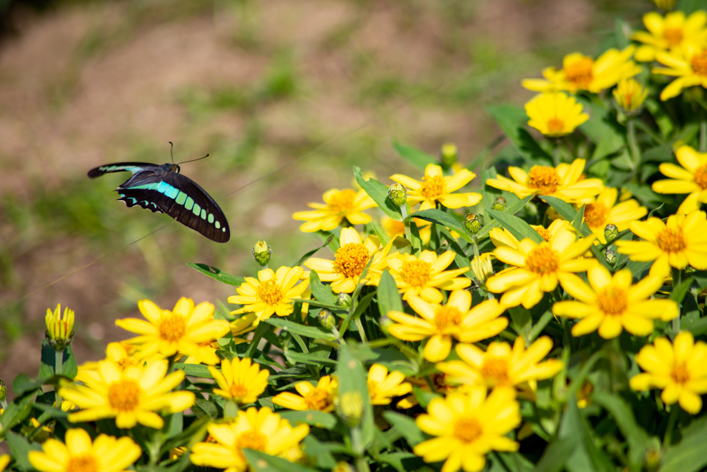 長居植物園にて