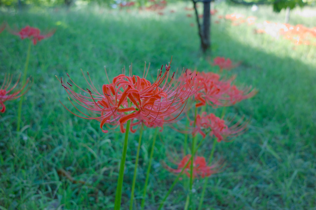 SDIM2062