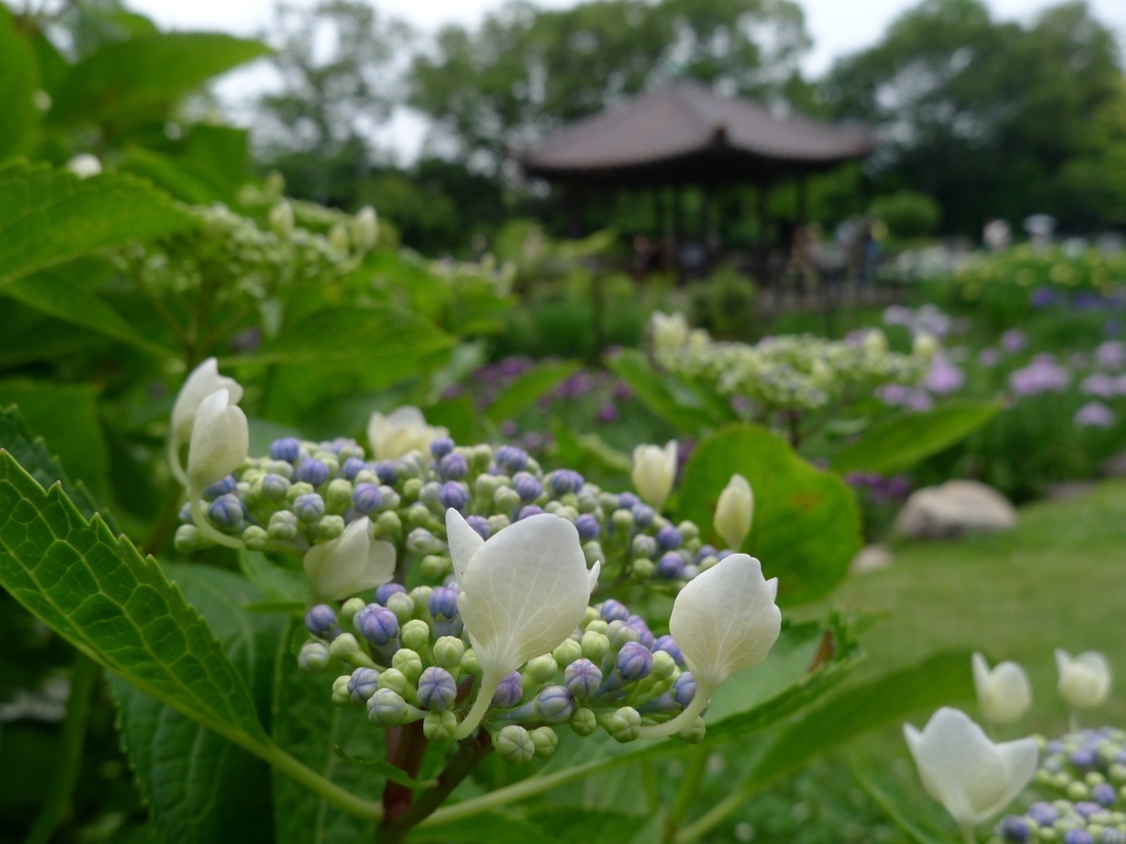 城北菖蒲園にて