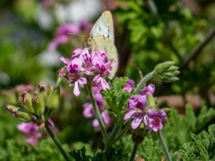長居植物園にて