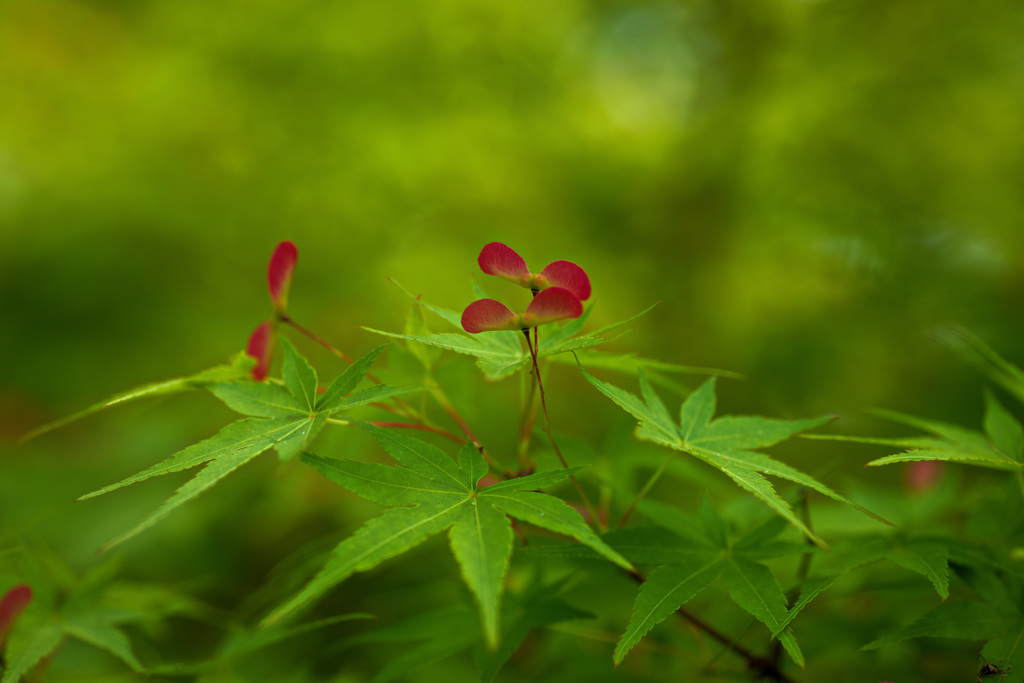 モミジの花