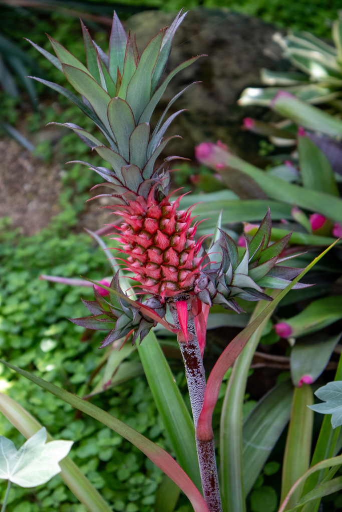 咲くやこの花館にて