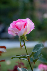 中之島バラ園にて