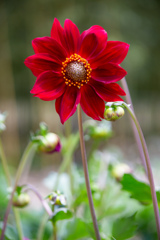 長居植物園にて