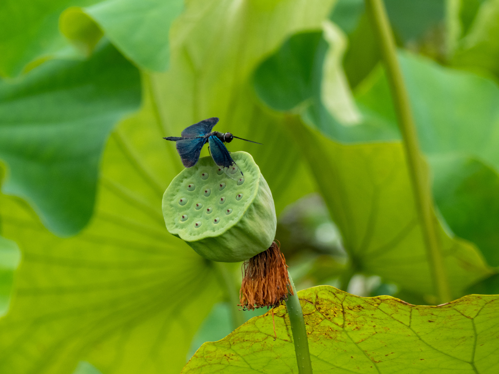 万博記念公園にて