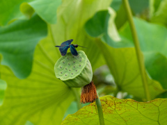 万博記念公園にて