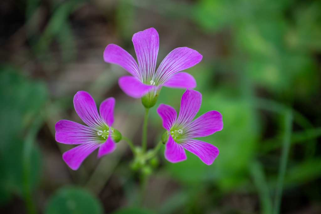 柔らかな光の中で