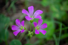 柔らかな光の中で