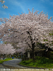 毛馬桜ノ宮公園