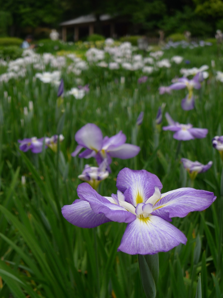 城北菖蒲園にて