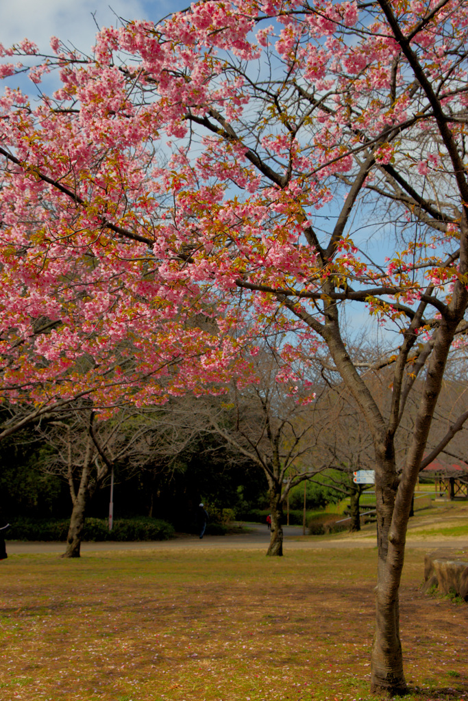 鶴見緑地公園にて