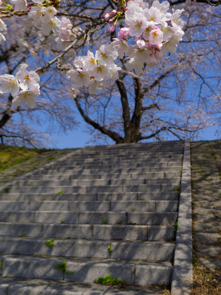 背割り堤の桜　2013