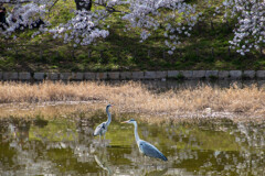 鶴見緑地公園にて