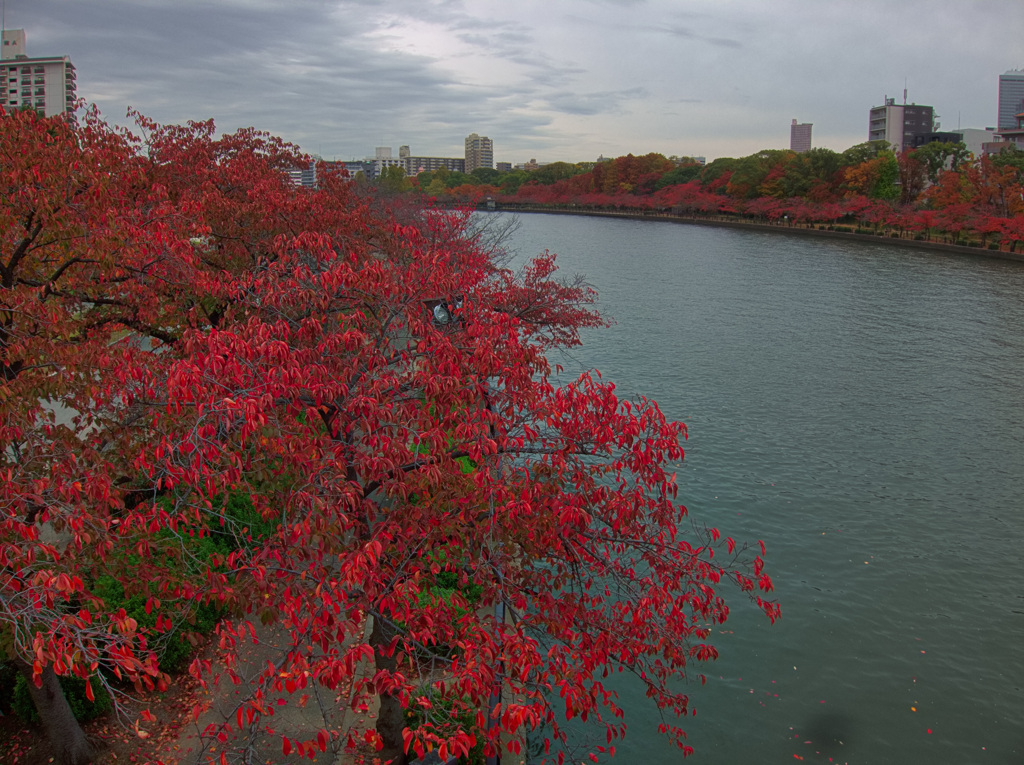 晩秋　毛馬桜ノ宮公園にて