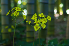 万博記念公園にて