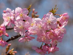 桜咲く