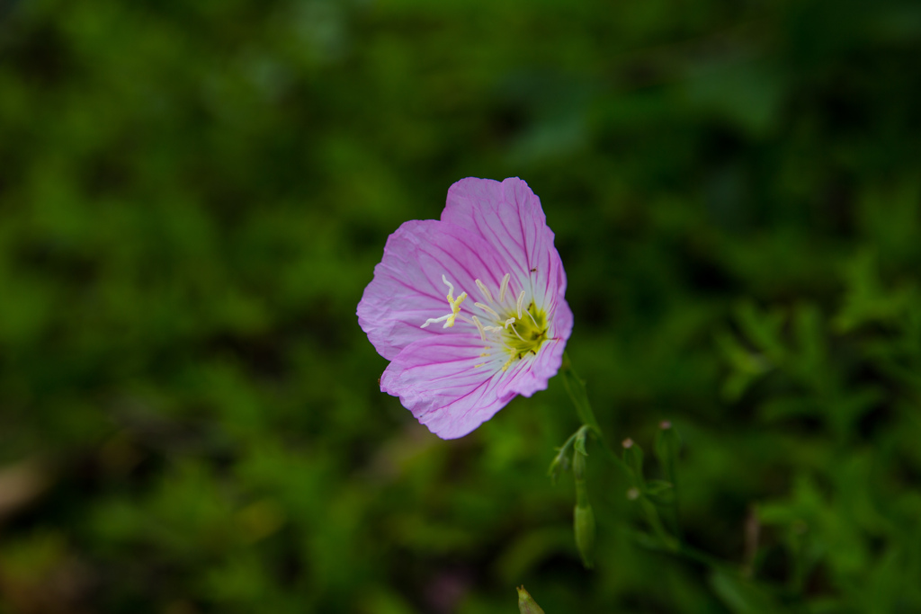 鶴見緑地公園にて