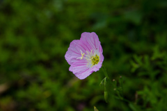 鶴見緑地公園にて