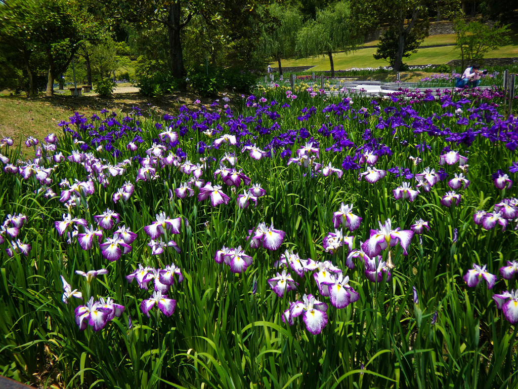 万博記念公園にて
