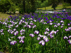 万博記念公園にて