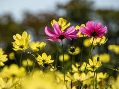 花の丘