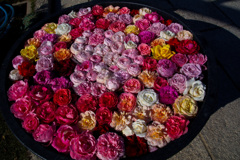 薔薇の詰め合わせ