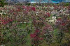 大阪城梅林にて